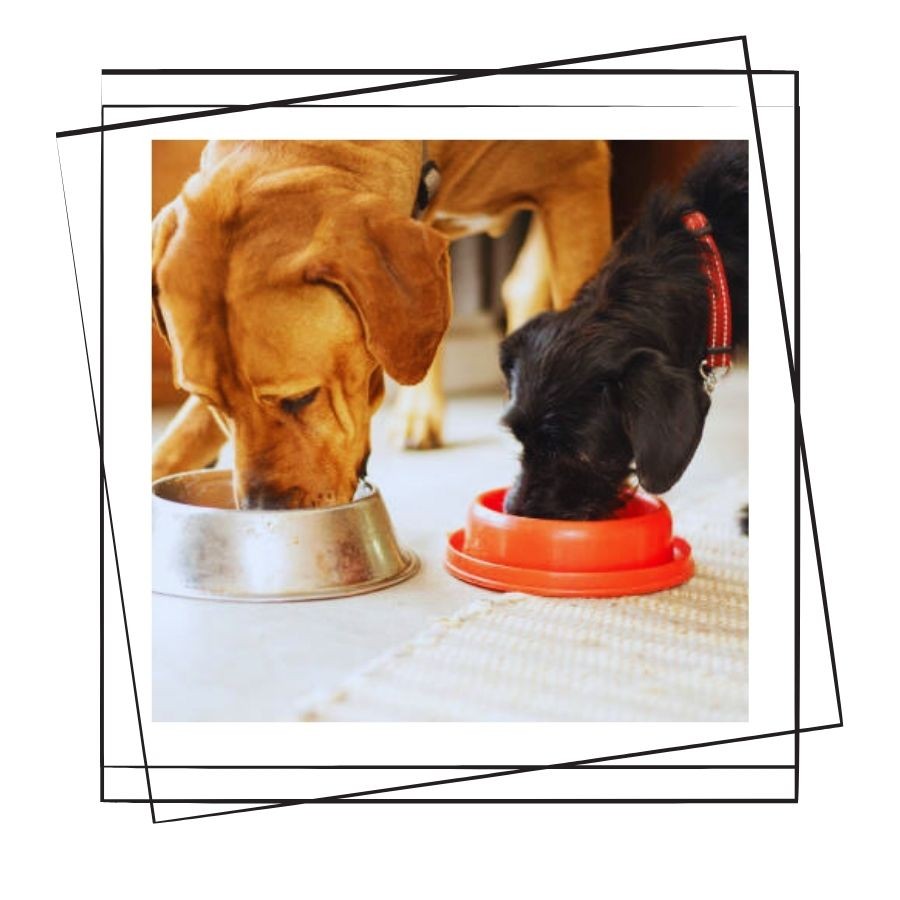 Köpek Maması Nasıl Seçilmelidir ?