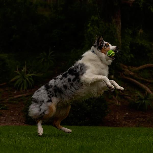 Chuckit Max Glow Ultra Squeaker Gece Parlayan Sesli Köpek Oyun Topu Orta Boy