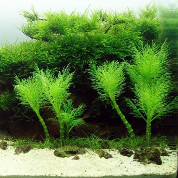 Hygrophila Balsamica Saksı Canlı Bitki