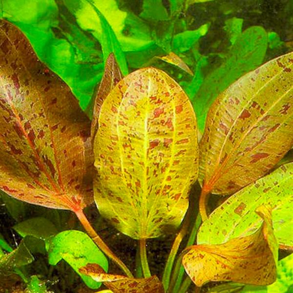 Echinodorus Ozelot Red Saksı Canlı Bitki