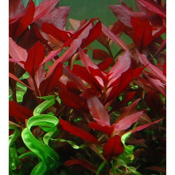 Ludwigia Repens Rubin Saksı Canlı Bitki