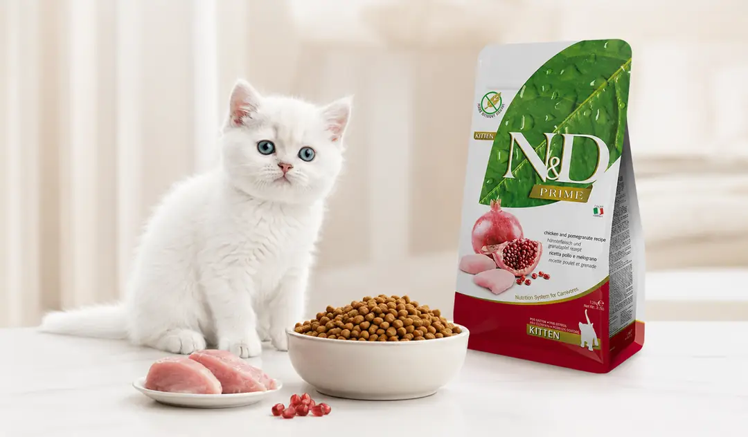 Yavru kedi maması seçerken gereksiz katkı maddelerinden kaçınmayı, porsiyon kontrolünü ve yetişkin mamaya kademeli geçişi anlatan rehber; beyaz yavru kedi, mama kabı ve N&D Prime Kitten yavru kedi maması.