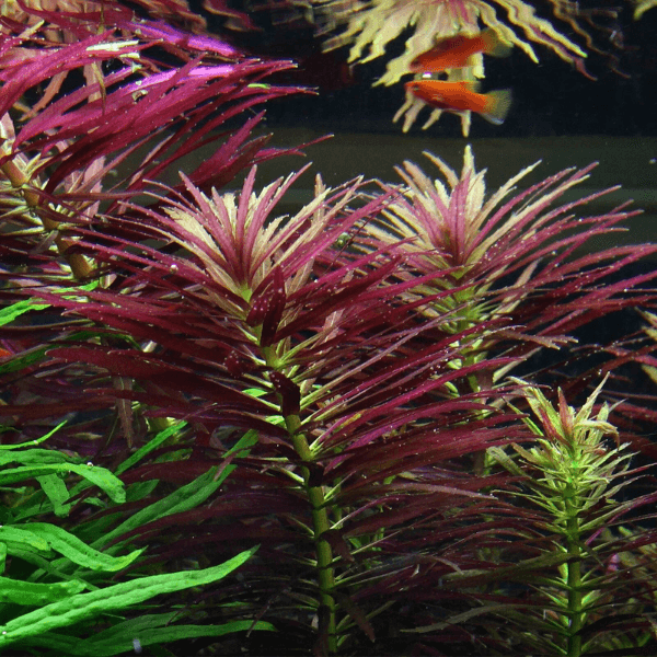 Limnophila L109 Aromatica Saksı Canlı Bitki