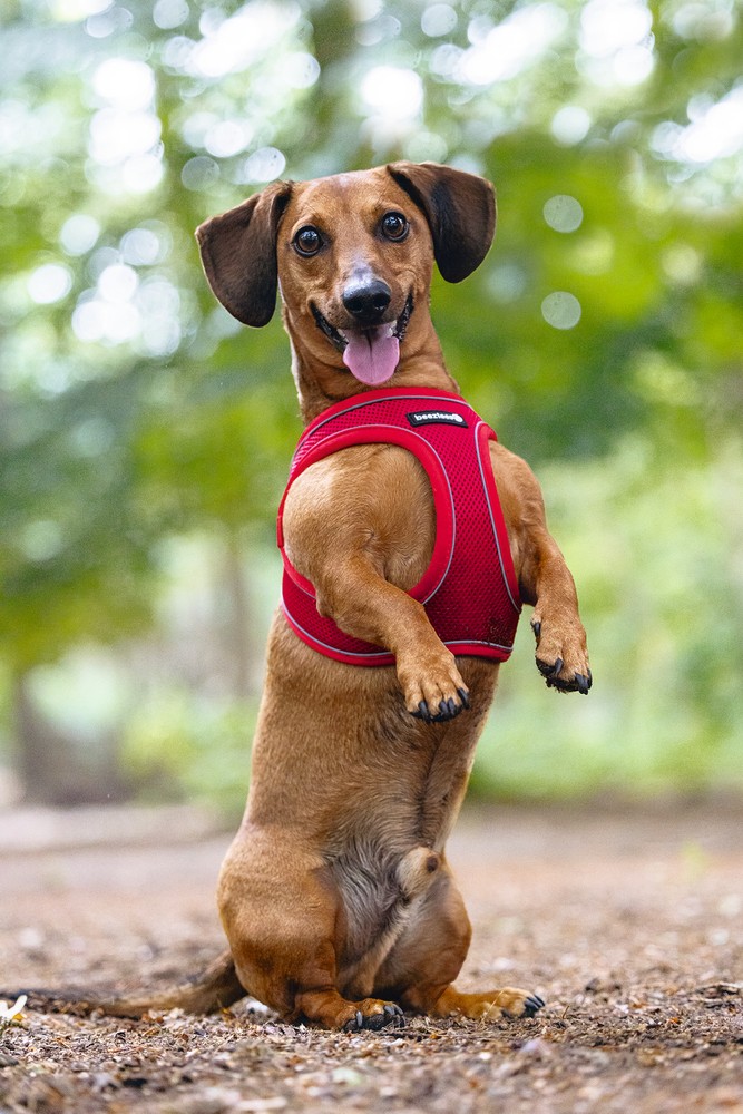 Beeztees Köpek Göğüs Tasması, Neopren, Kırmızı, XS, 30-35cm