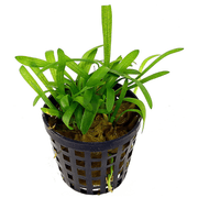 Sagittaria