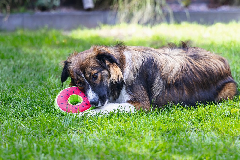 Beeztees Köpek Oyuncağı, Donut, Peluş, Çeşitli Renklerde, 12x12x5cm