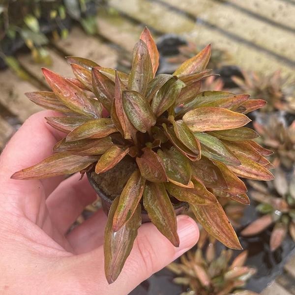 Cryptocoryne Florida Sunset Saksı Canlı Bitki