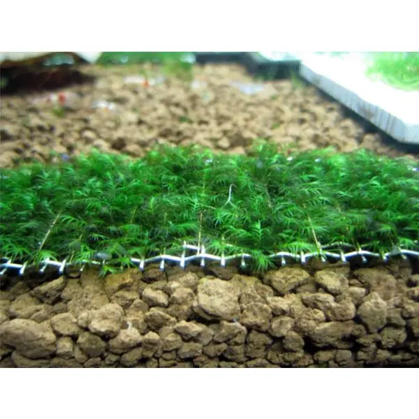 Fissidens Fountanus Tele Sarılı 5x5Cm Yeni Sarım Canlı Bitki