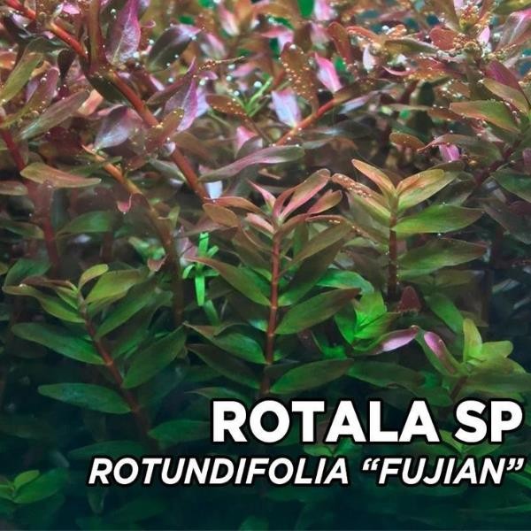 Rotala Fujian Saksı Canlı Bitki