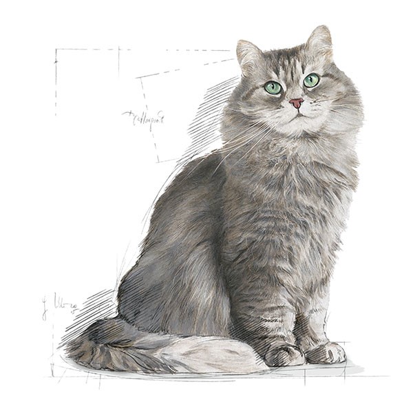 Royal Canin Sensible 33 Yetişkin Tavuklu Kedi Maması 15 Kg