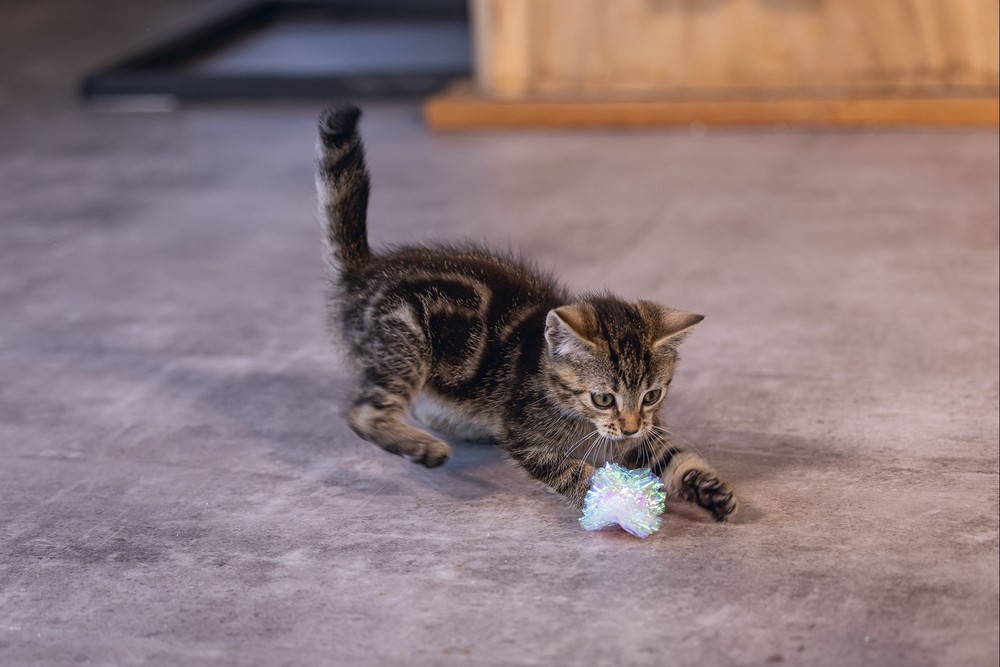 Beeztees Yavru Kedi Oyuncağı, Hışırtılı Top, 4 Adet, 5cm