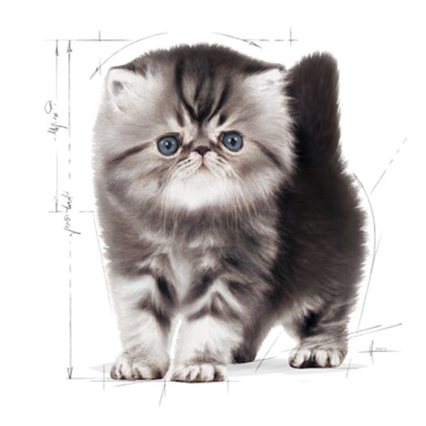 Royal Canin Persian Kitten Yavru Kedi Maması 2 Kg