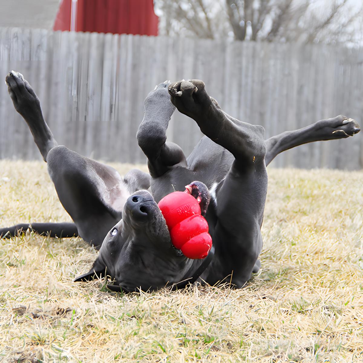 Kong Classic Köpekler İçin Çok Amaçlı Isırma Oyuncağı L