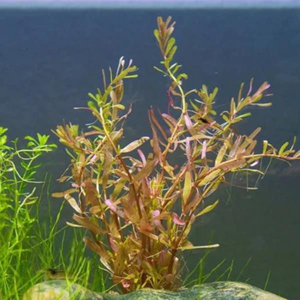 Rotala Manipurensis Saksı Canlı Bitki