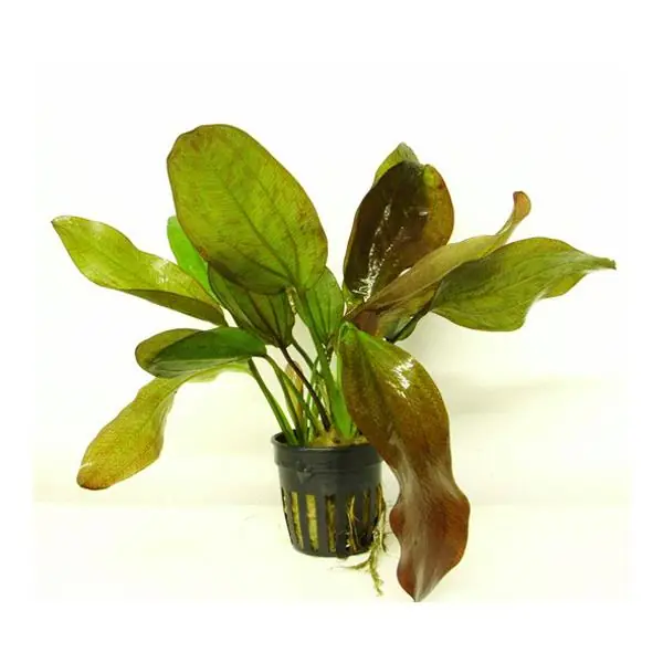 Echinodorus Fancy Twist Saksı Canlı Bitki