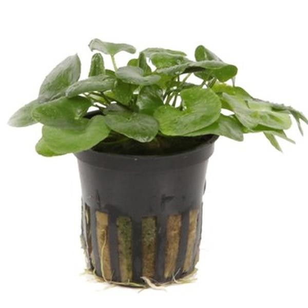 Nymphoides Hydrophylla Taiwan Saksı Canlı Bitki