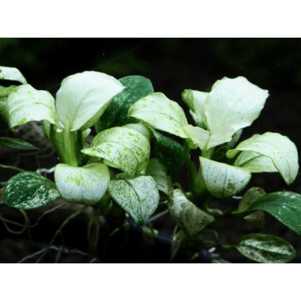 Anubias Nana Pinto Küçük In Vitro Cup Canlı Bitki