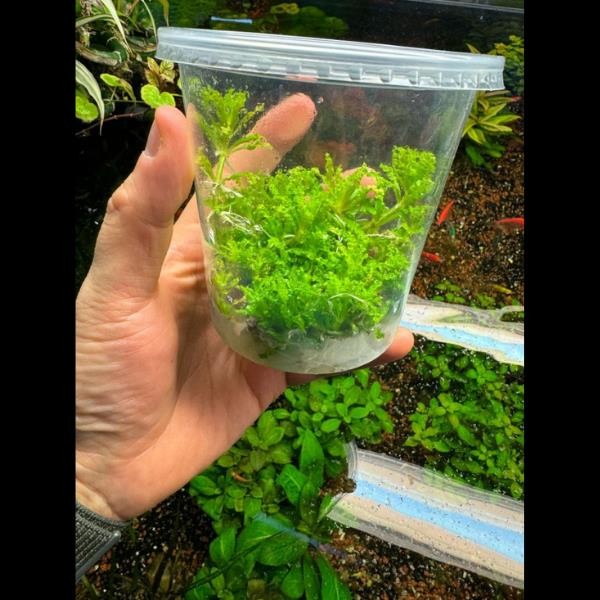 Pogostemon Helferi In Vitro Canlı Bitki 500cc