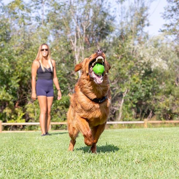 Chuckit Erratic Ball Köpek Oyun Topu Büyük Boy 