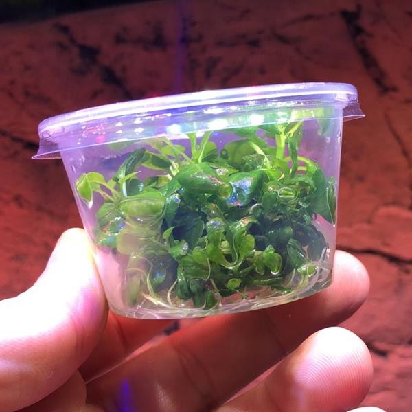 Lobelia Cardinalis In Vitro Cup Canlı Bitki