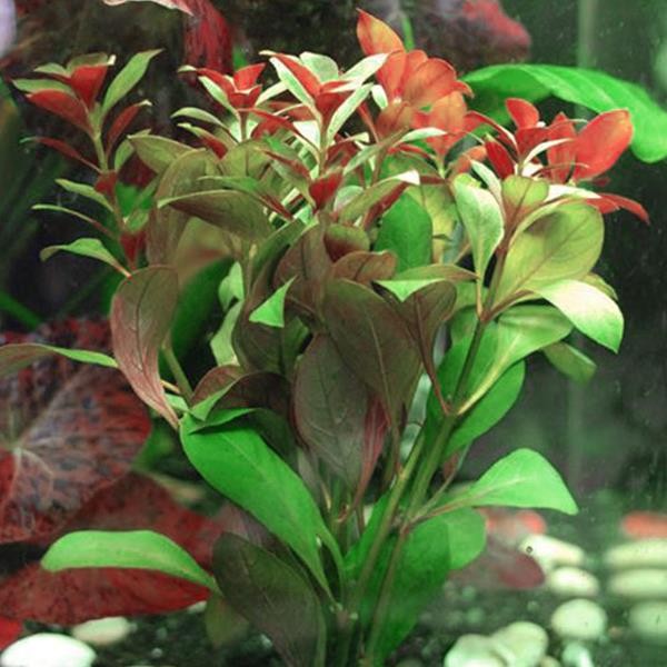 Ludwigia Peruensis Saksı Canlı Bitki