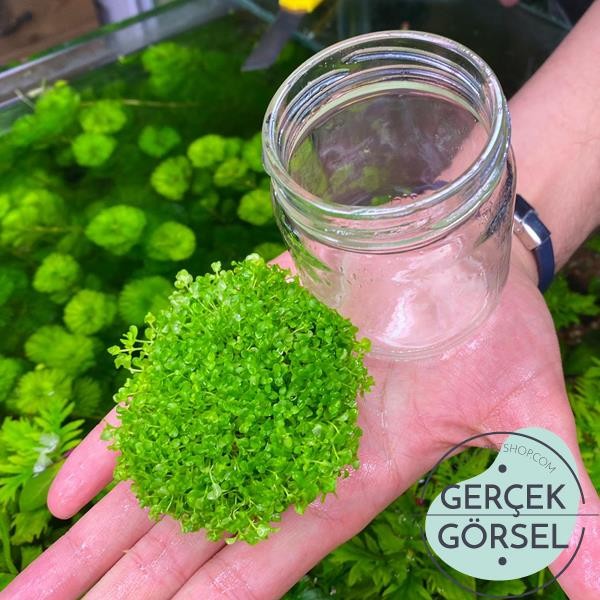 Micranthemum Monte Carlo In Vitro 5 ADET