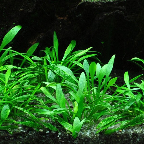 Cryptocoryne Parva Saksı Canlı Bitki