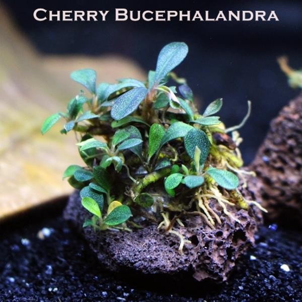 Bucephalandra Cherry Saksı Canlı Bitki