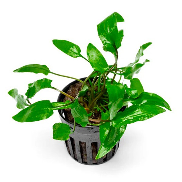 Cryptocoryne Wendtii Green Saksı Canlı Bitki