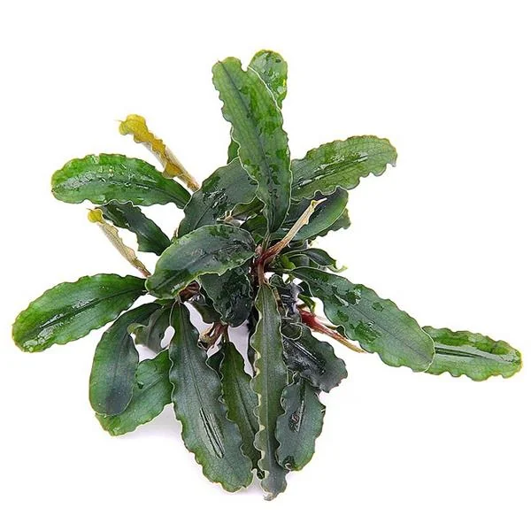 Bucephalandra Wavy Dark Green Saksı Canlı Bitki