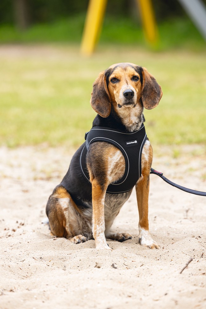 Beeztees Köpek Göğüs Tasması, Neopren, Siyah, M, 41-46cm