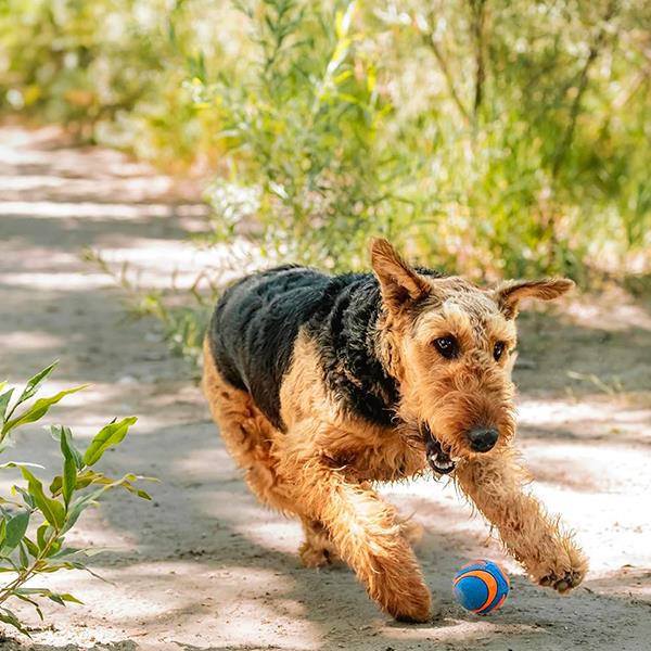 Chuckit Ultra Squeaker Sesli Köpek Oyun Topu Orta Boy