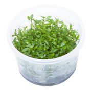 Proserpinaca