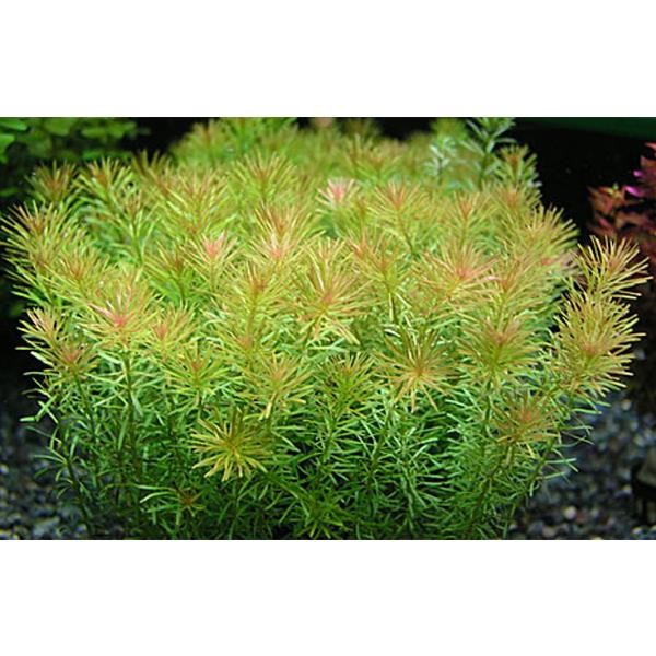 Rotala Wallichi In Vitro Canlı Bitki