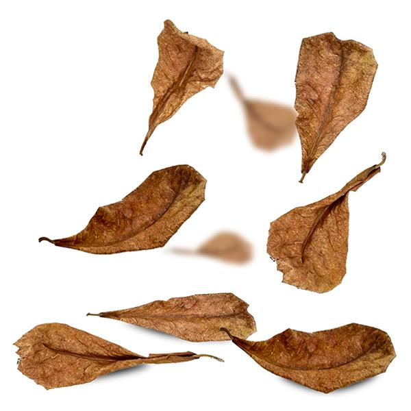 Catappa Yaprağı XS 3-7 Cm 25li Paket