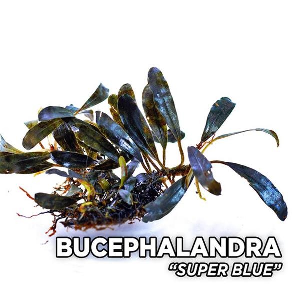 Bucephalandra Super Blue Saksı Canlı Bitki