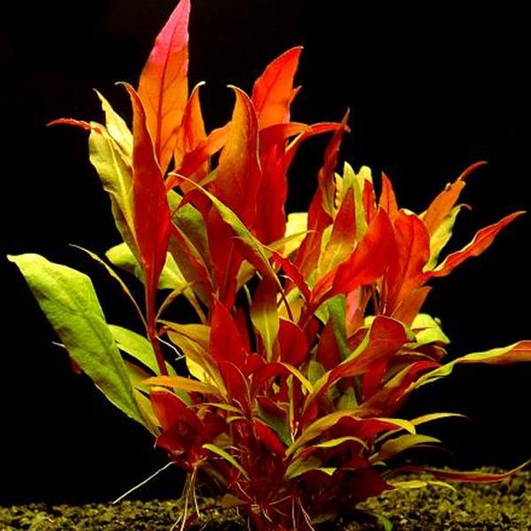Alternanthera Rosaefolia Saksı Canlı Bitki