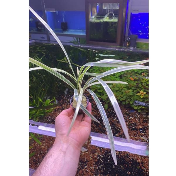 Ophiopogon Jaburan Variegatus Saksı Canlı Bitki