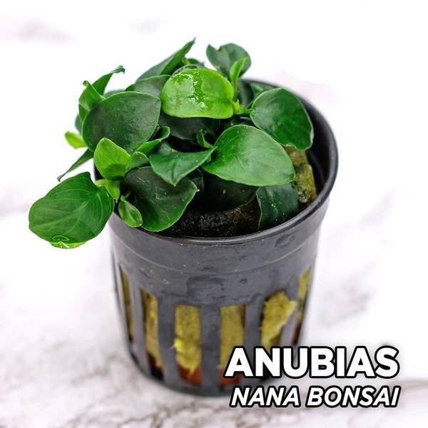 Anubias Nana Bonsai Saksı Canlı Bitki