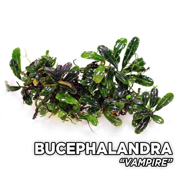 Bucephalandra Vampire Saksı Canlı Bitki