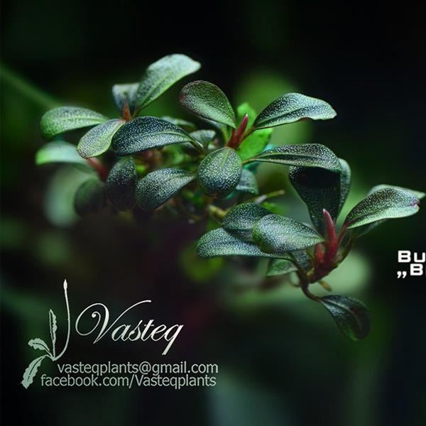 Bucephalandra Brownie Purple Saksı Canlı Bitki