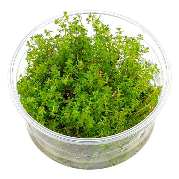 Myriophyllum Tuberculatum In Vitro Canlı Bitki