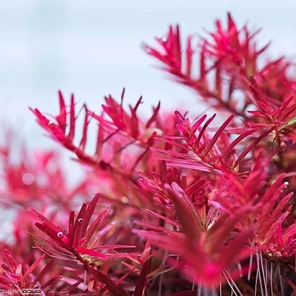 Rotala Indica Red In Vitro Canlı Bitki