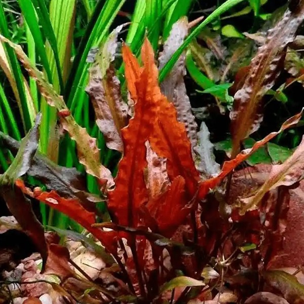 Cryptocoryne Walkeri Saksı Canlı Bitki