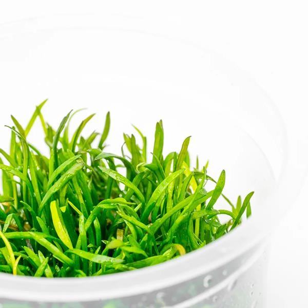 Lilaeopsis Mauritiana In Vitro Canlı Bitki