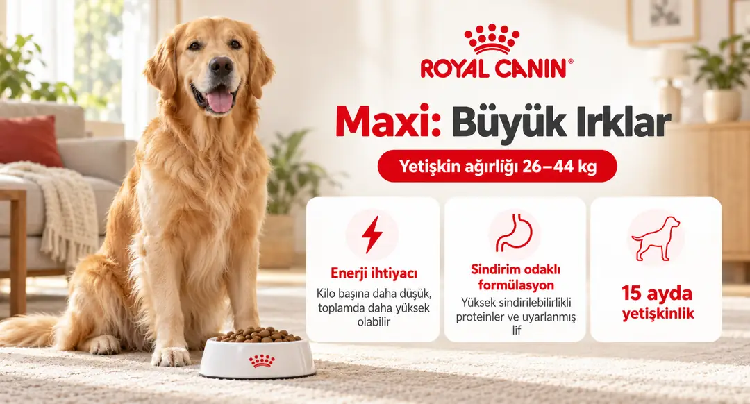 Maxi grubu, yetişkinlik döneminde 26-44 kg ağırlığa ulaşan köpekleri kapsar.