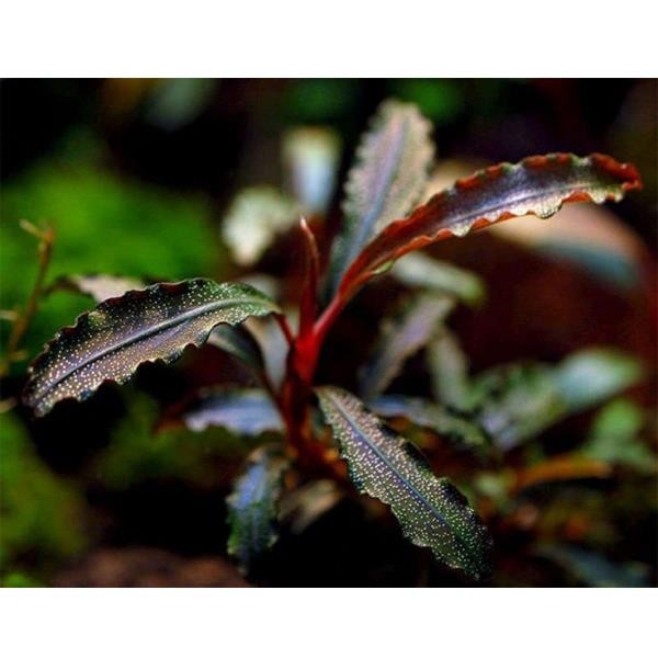 Bucephalandra Red Mini Saksı Canlı Bitki
