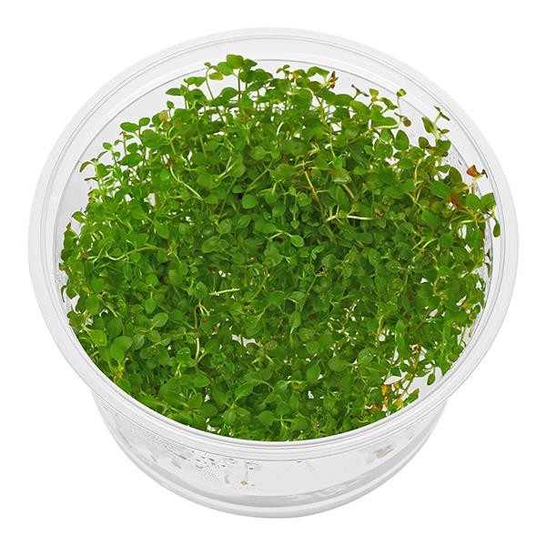 Ludwigia Palustris Red In Vitro Canlı Bitki
