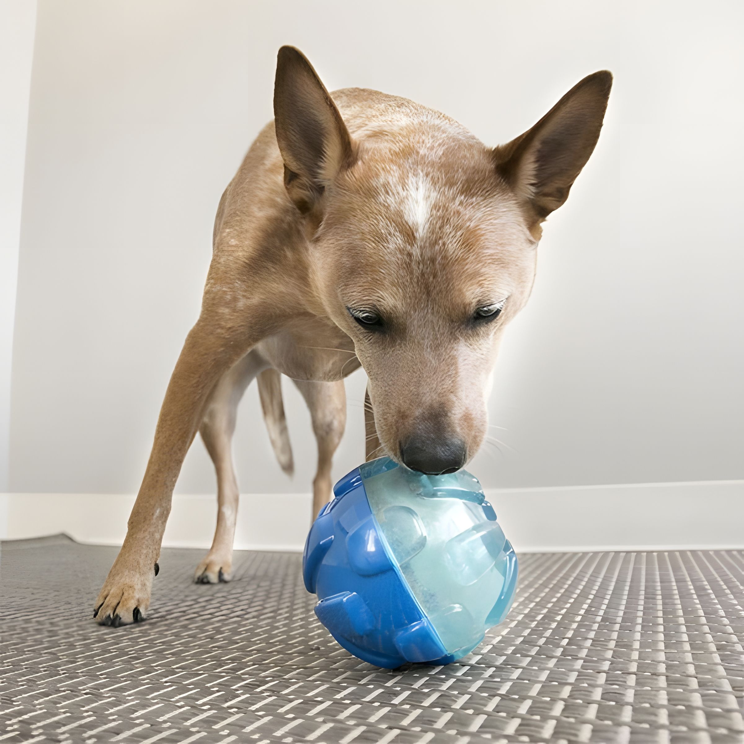 Kong Rewards Ödül Hazneli Köpek Oyuncağı 17cm