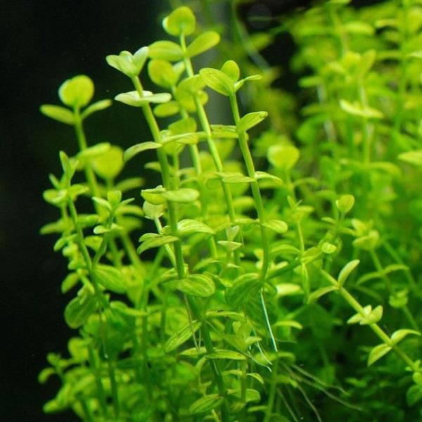 Lindernia Rotundifolia In Vitro Canlı Bitki